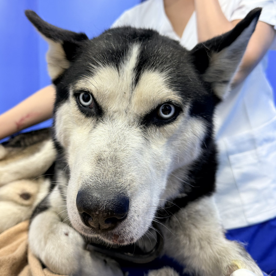  | Raza Husky Siberiano | Encontrado
