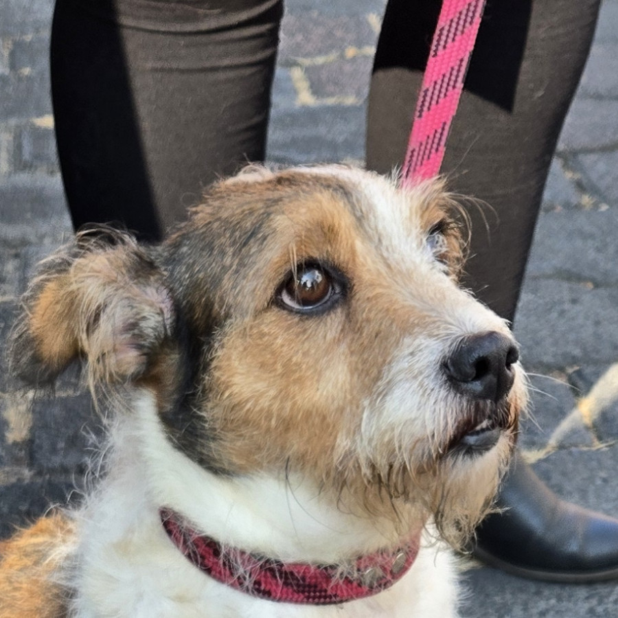  | Raza Mestiza, cruza de Fox Terrier | Encontrada