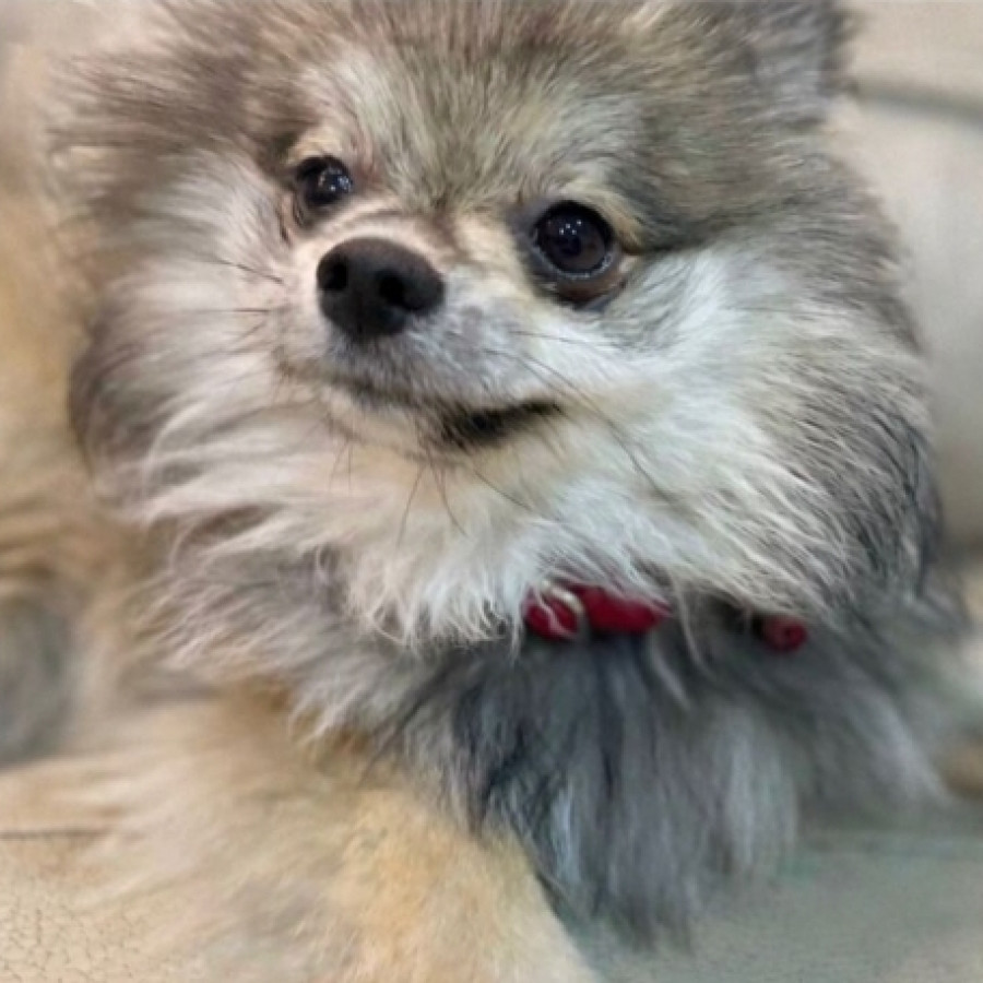 YACKY | Raza Pomerania | Perdida