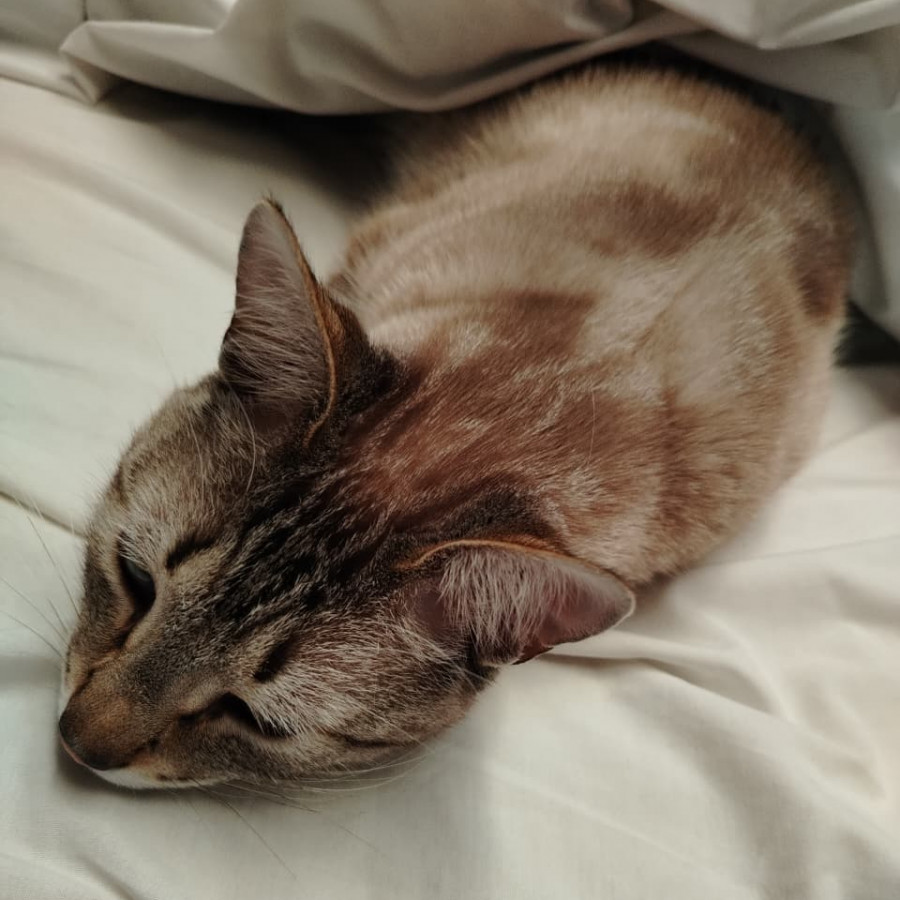 LAYLA | Raza Aslan o Siamés Moderno Punto Tabby | Perdido
