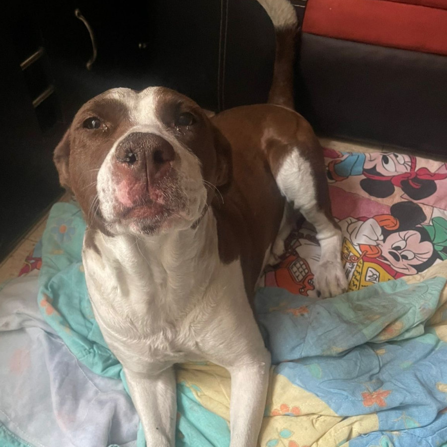  | Raza Mestiza, cruza de American Pitbull Terrier | Encontrada