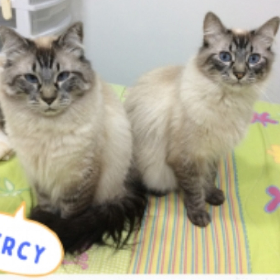 YUKI Y PERCY | Raza Balinés Punto Tabby | En Adopción