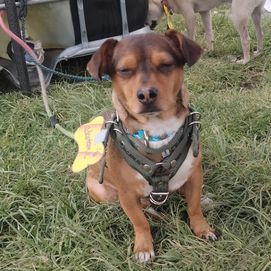 LUCIANO | Raza Mestizo | En Adopción