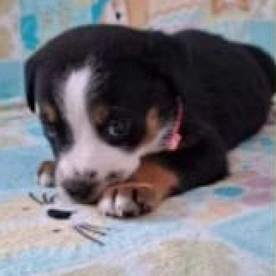 HERMOSA CACHORRITA | Raza Mestiza | En Adopción