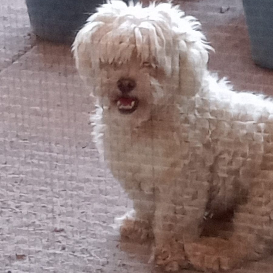 PELUDO (PERRITO CIEGO) | Raza French Poodle o Caniche | Final Feliz
