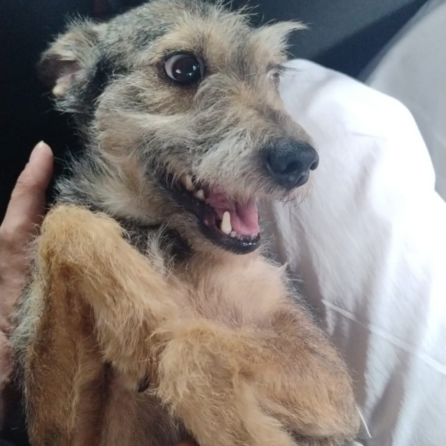 ZHARITA GALLETA | Raza Mestiza, cruza de Schnauzer | Perdida