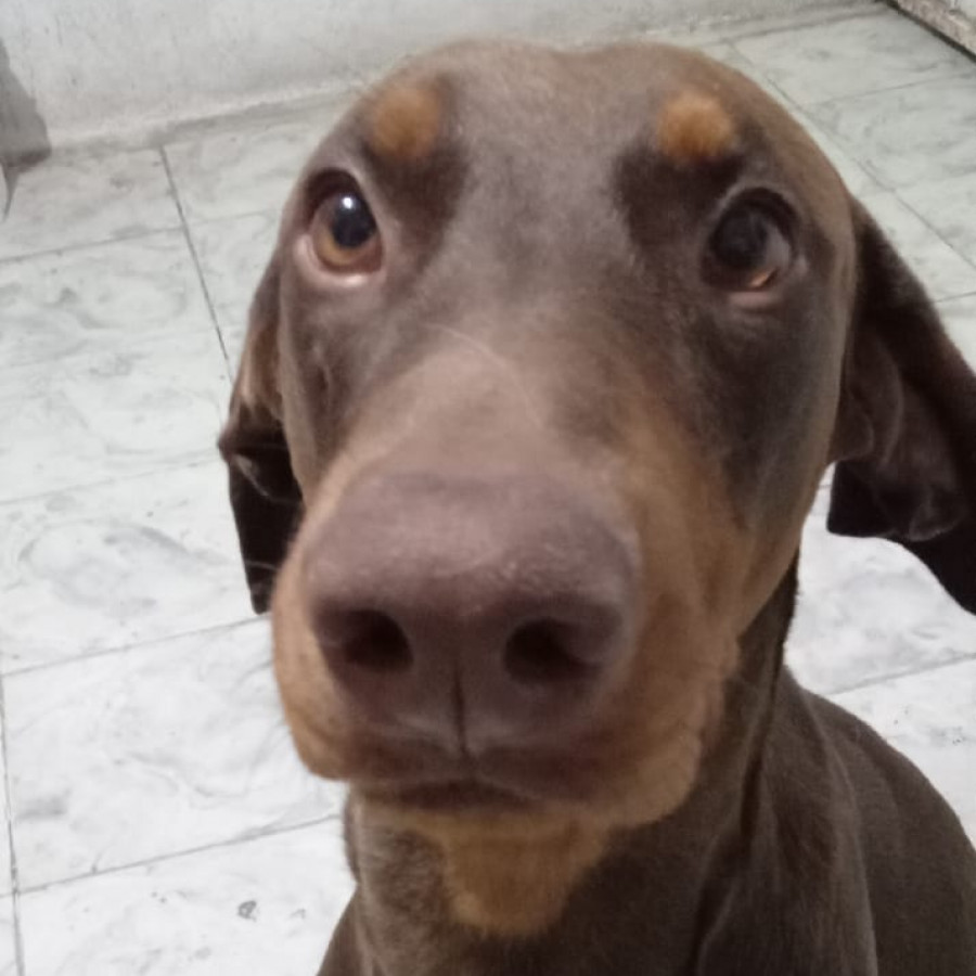 ECO,  PELLITO BEBÉ | Raza Dóberman Pinscher | Final Feliz