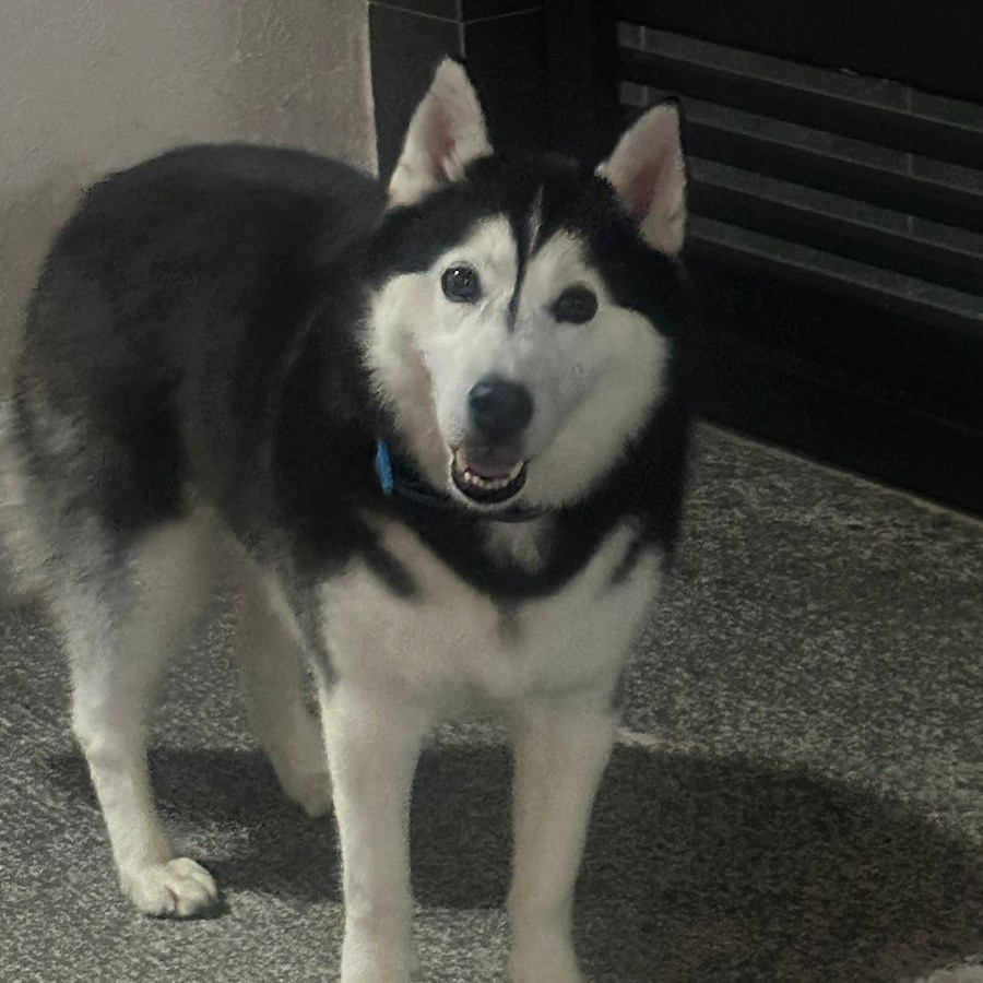  | Raza Husky Siberiano | Encontrada