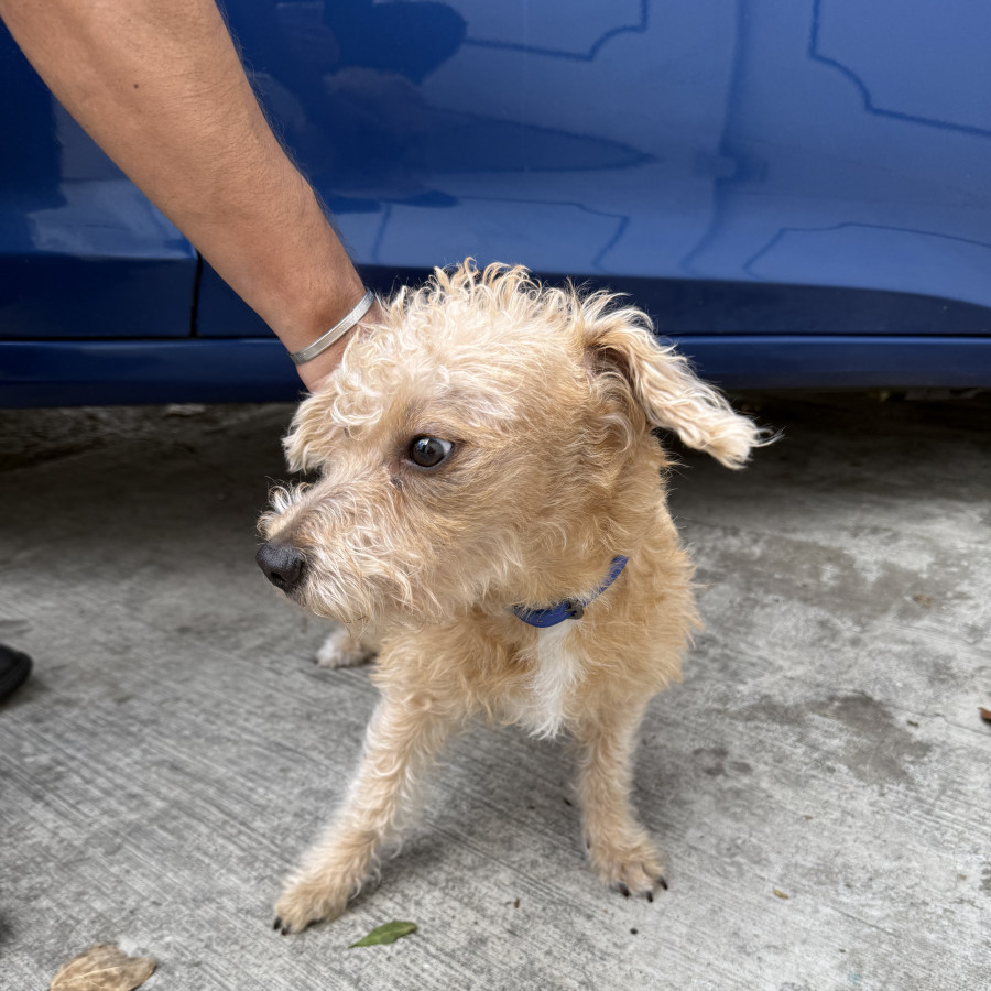  | Raza Mestizo, cruza de French Poodle | Encontrado