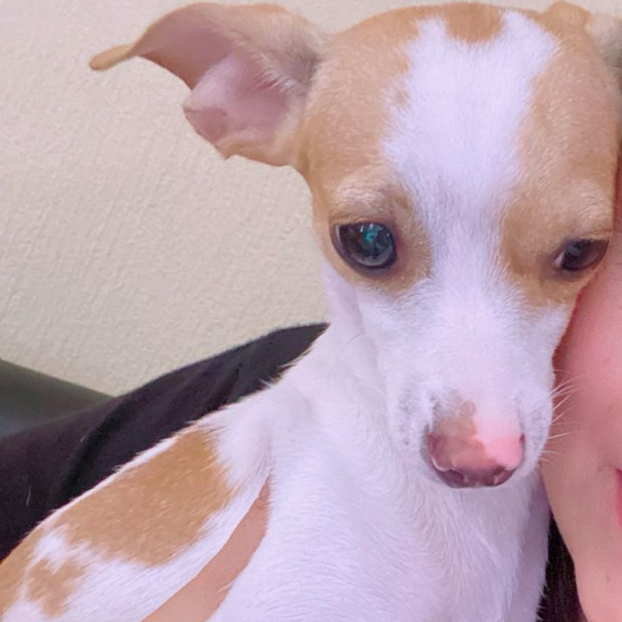 KITTY | Raza Chihuahua | Perdida