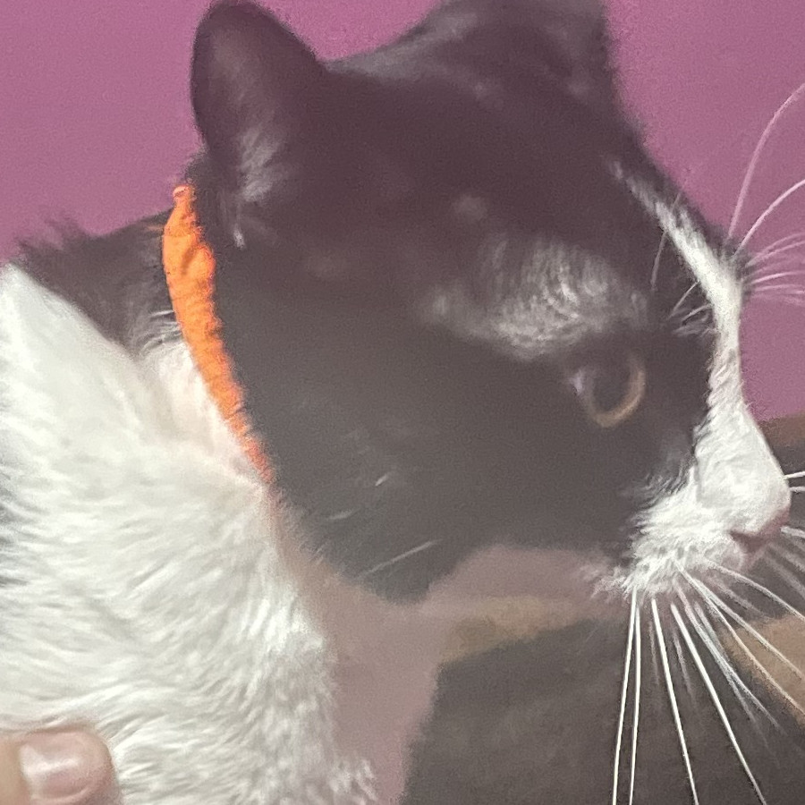 SILVESTRE | Raza Doméstico Américano de Pelo Corto | Perdido