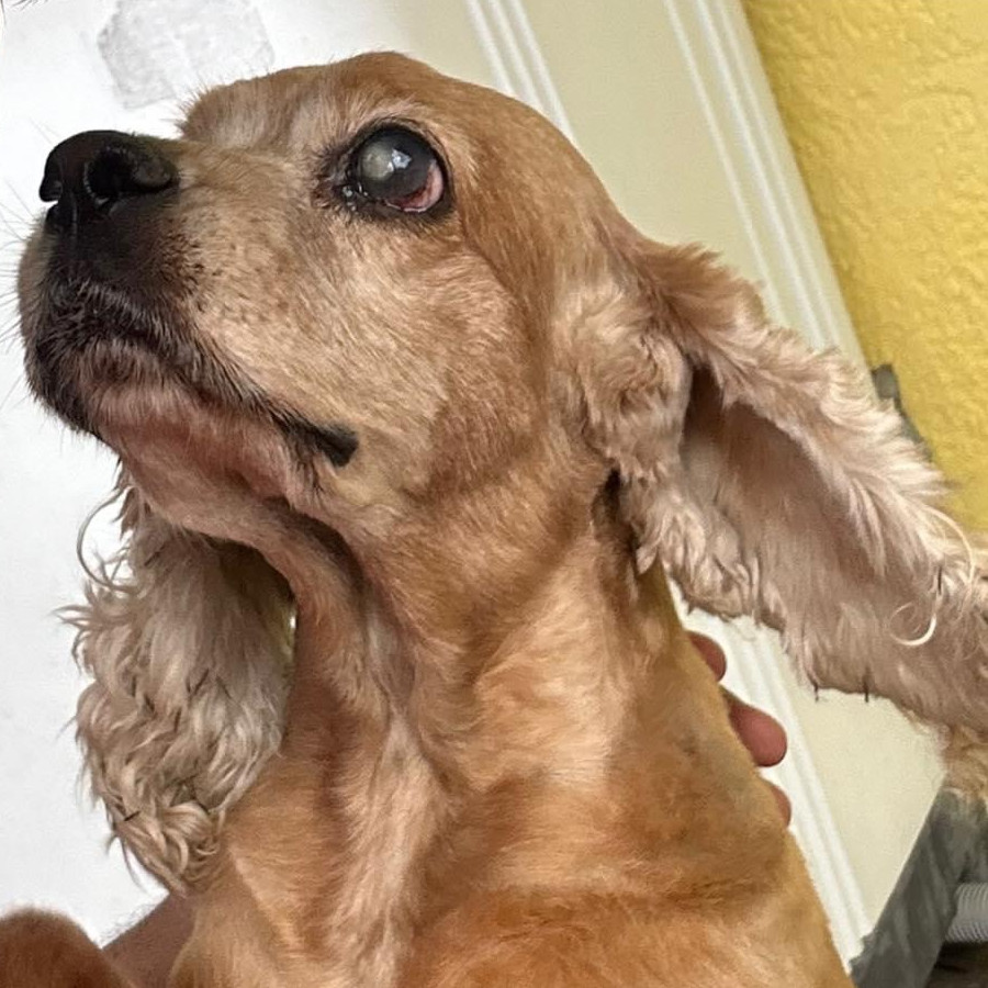 COCA | Raza Cocker Spaniel | Perdida