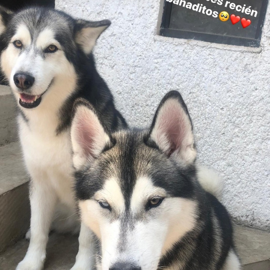 DANNA | Raza Husky Siberiano | Perdida