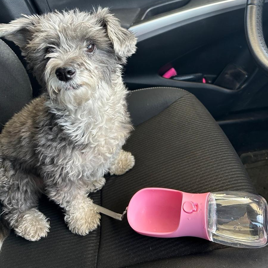 BONIE | Raza Mestiza, cruza de Schnauzer con French Poodle,  (Schnoodle) | Perdida