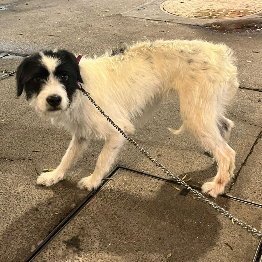 HERMOSA PELUDITA | Raza Mestiza | En Adopción