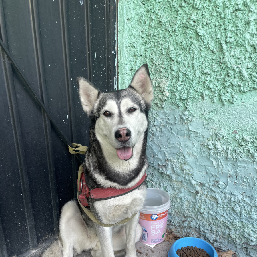  | Raza Husky Siberiano | Encontrada