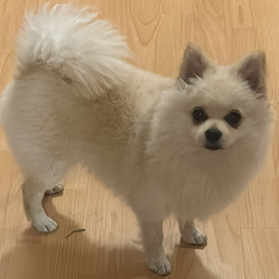 SIMBA | Raza Pomerania | Final Feliz