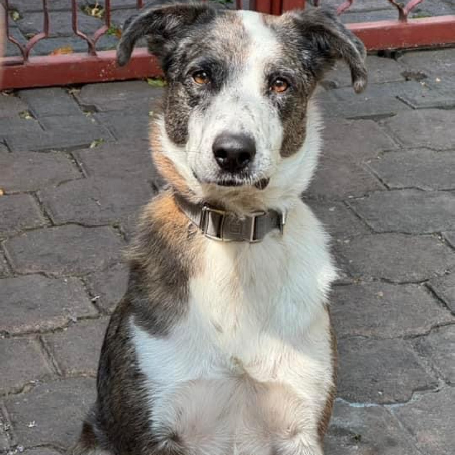 RON | Raza Mestizo, cruza de Border Collie con Pastor Australiano | Perdido