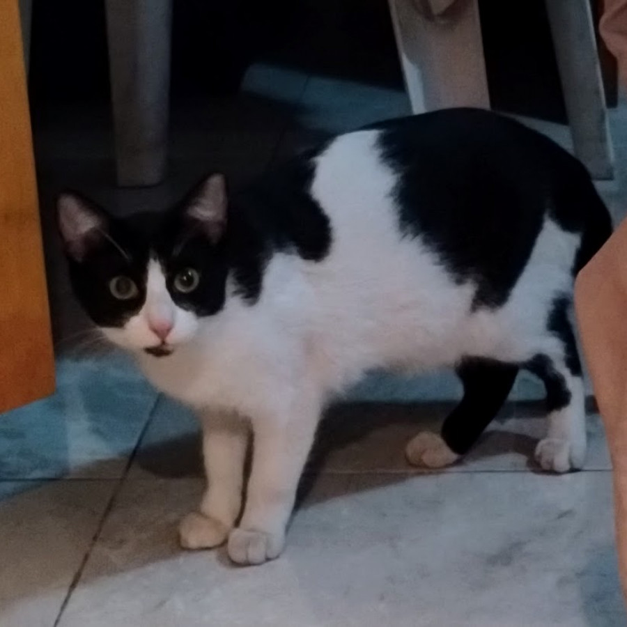 CLEO | Raza Doméstico Américano de Pelo Corto | Final Feliz