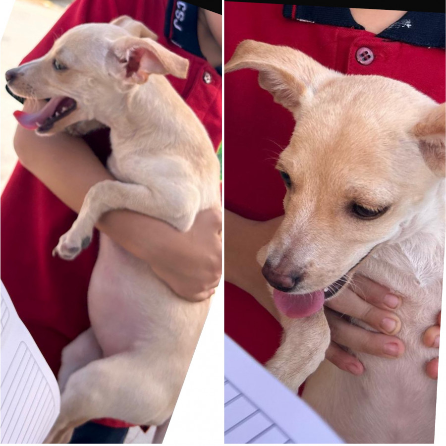 YUKI | Raza Chihuahua | Perdida