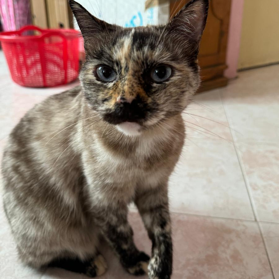 AVENA | Raza Calicó de pelo corto color carey | Final Feliz