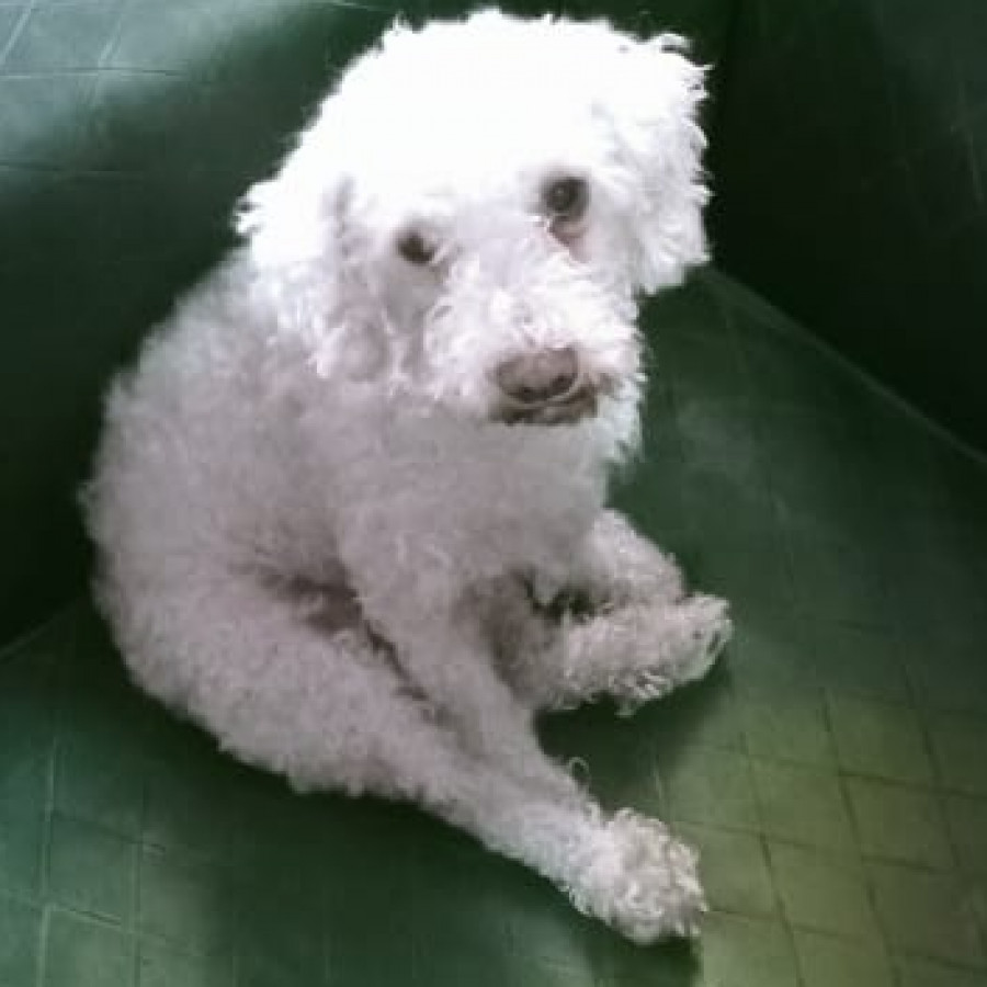 BONI | Raza French Poodle o Caniche | Final Feliz