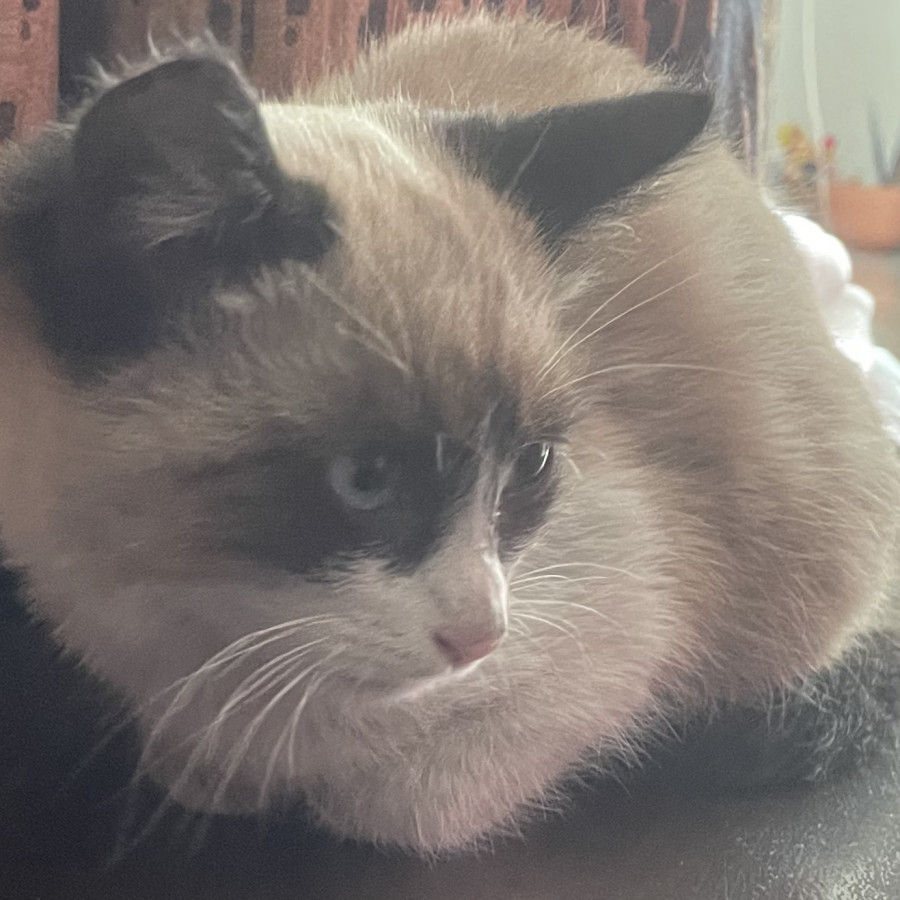  | Raza Snowshoes | Encontrada