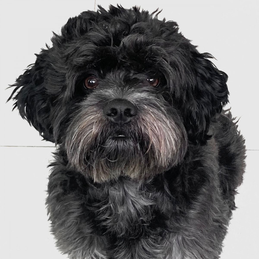 GROGU | Raza Shih Tzu  | Final Feliz