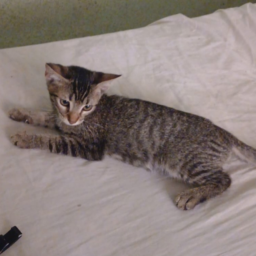 TIGRESA | Raza Doméstico Américano de Pelo Corto | En Adopción