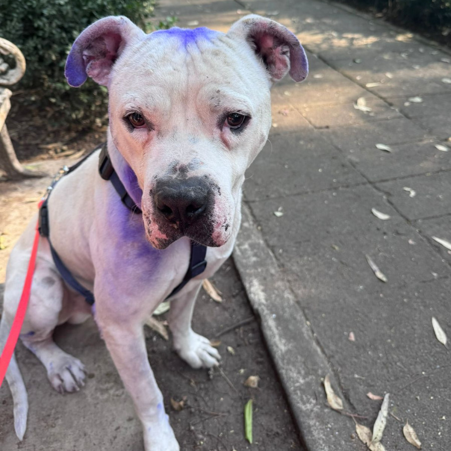 MAX | Raza Mestizo, cruza de American Pitbull Terrier con Bóxer | Perdido