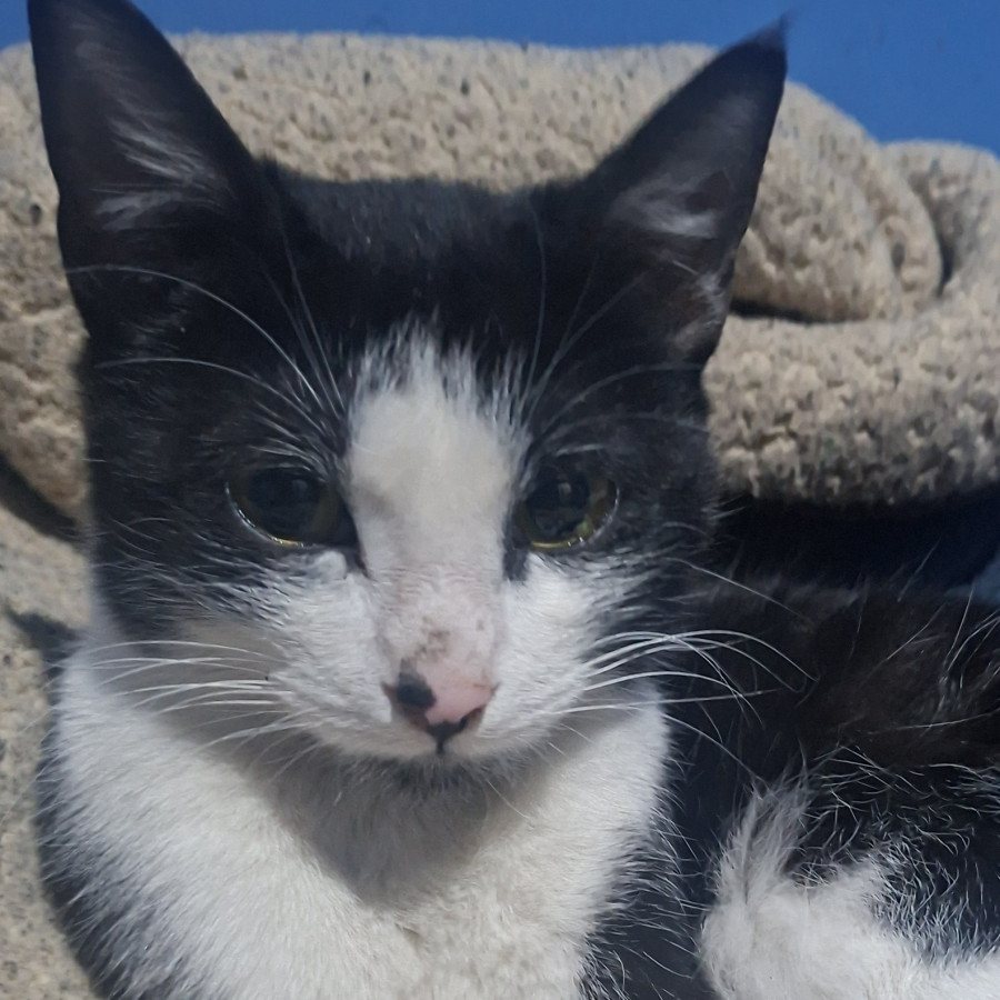 CACHA | Raza Doméstico Américano de Pelo Corto | Perdida