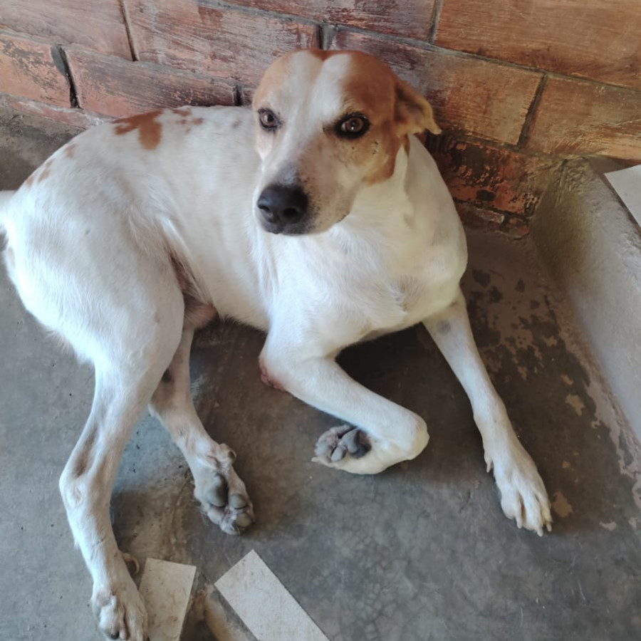 PINTO | Raza Mestizo | En Adopción