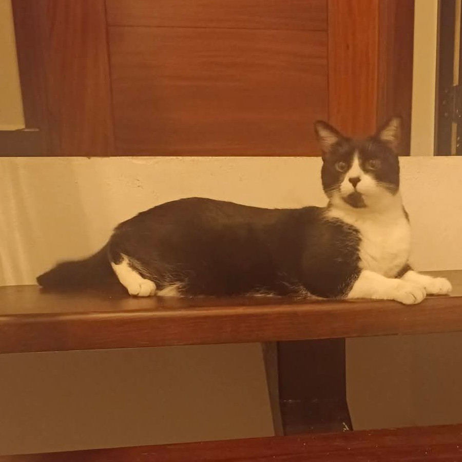 BARBITAS | Raza Doméstico Américano de Pelo Corto | Perdida