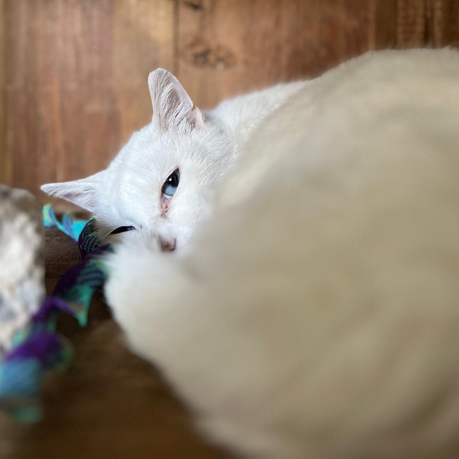  | Raza Khao Manee | Encontrado