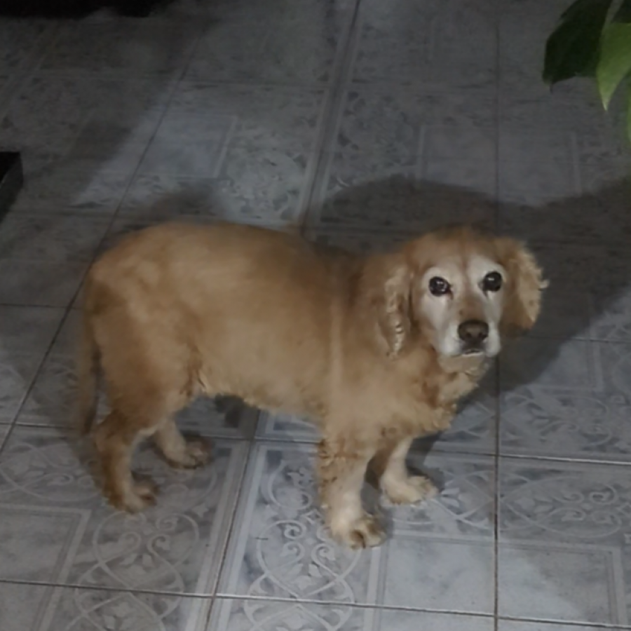 HACHI | Raza Cocker Spaniel | Perdida