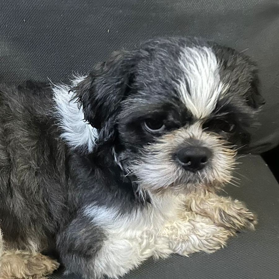 IGOR | Raza Shih Tzu  | Perdido