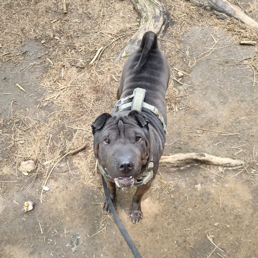 QUETA | Raza Shar-Pei  | Perdida