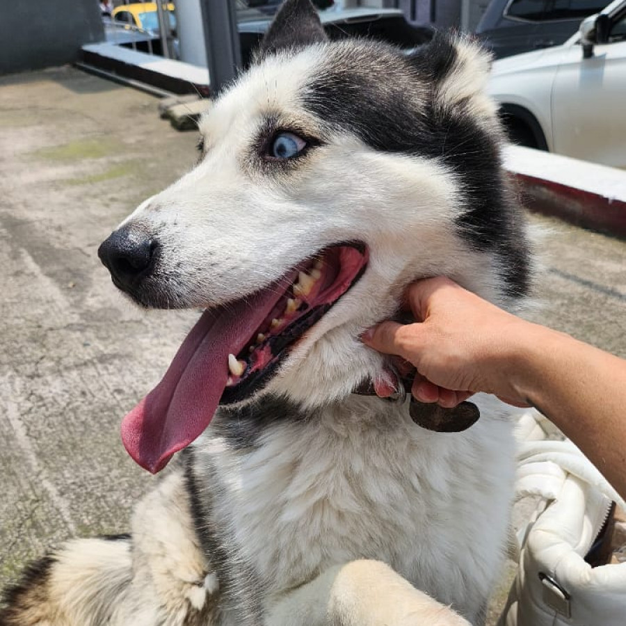  | Raza Husky Siberiano | Final Feliz