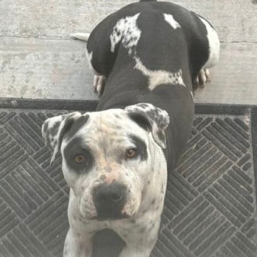 ARYA | Raza American Staffordshire Terrier | Perdida