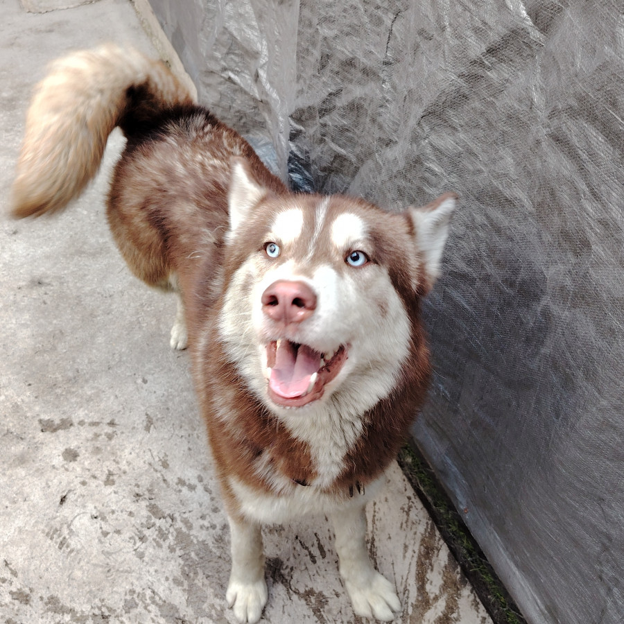  | Raza Husky Siberiano | Encontrado