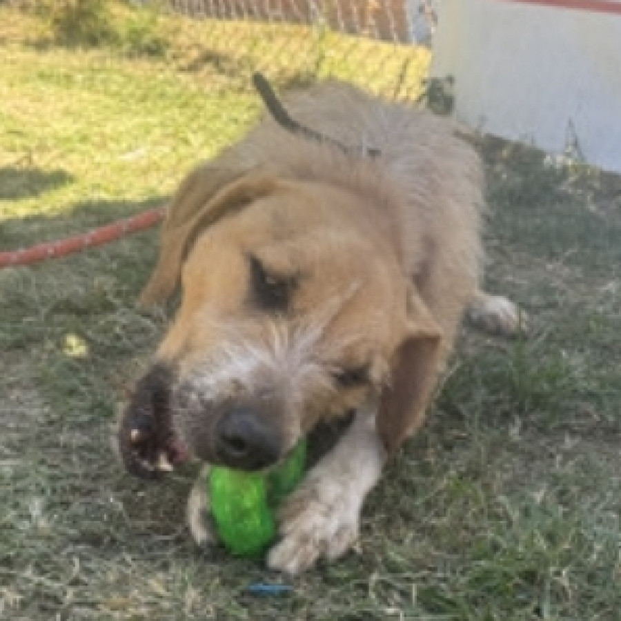 MOR | Raza Mestizo | En Adopción
