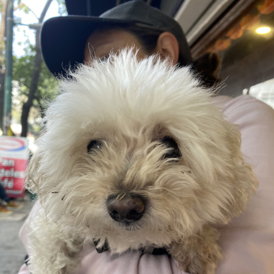  | Raza Mestiza,  cruza de Maltés con French Poodle, (Maltipoo). | Final Feliz