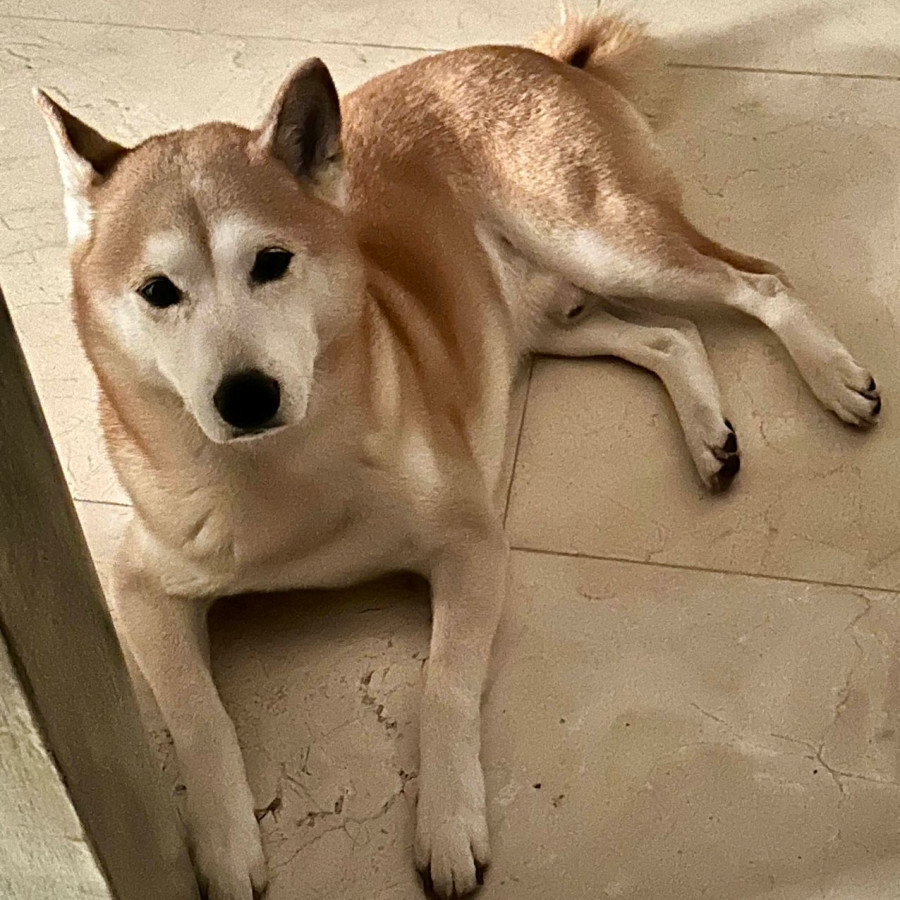 YOSHI | Raza Shiba Inú | Final Feliz