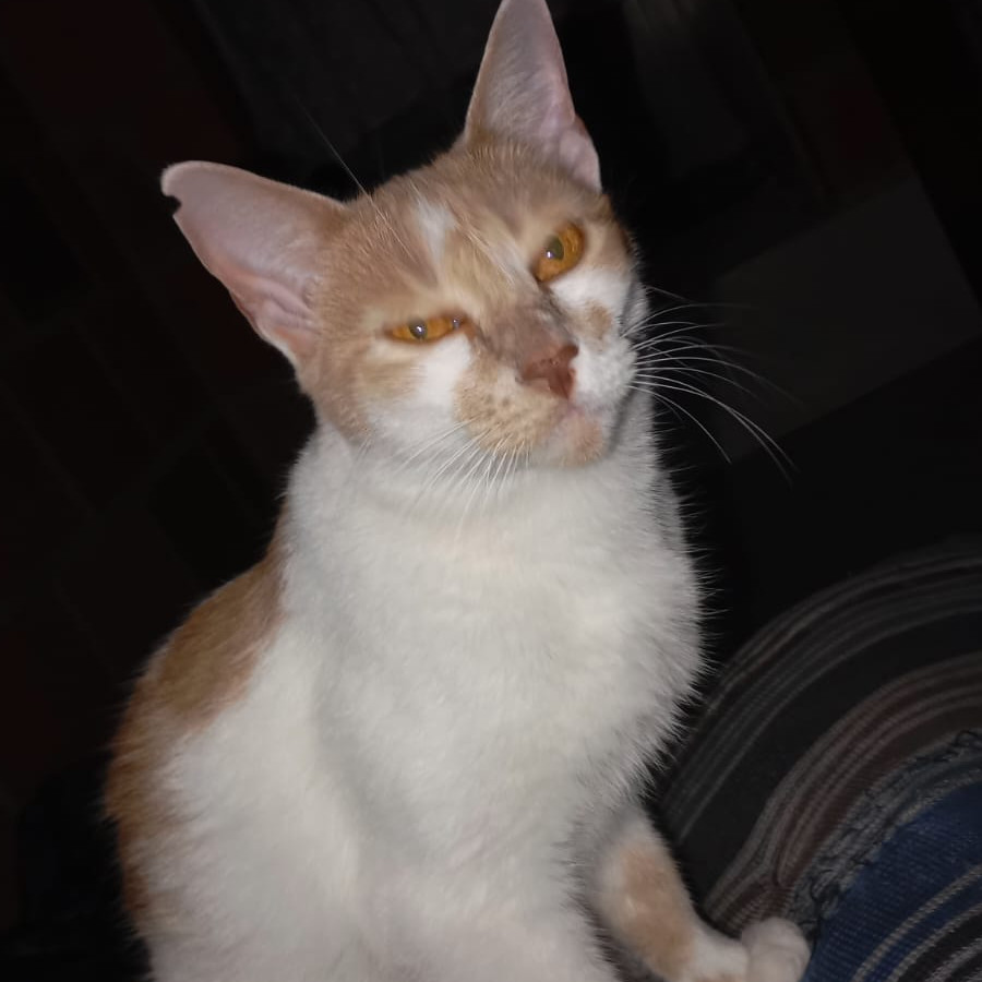KITTY | Raza Doméstico Américano de Pelo Corto | En Adopción