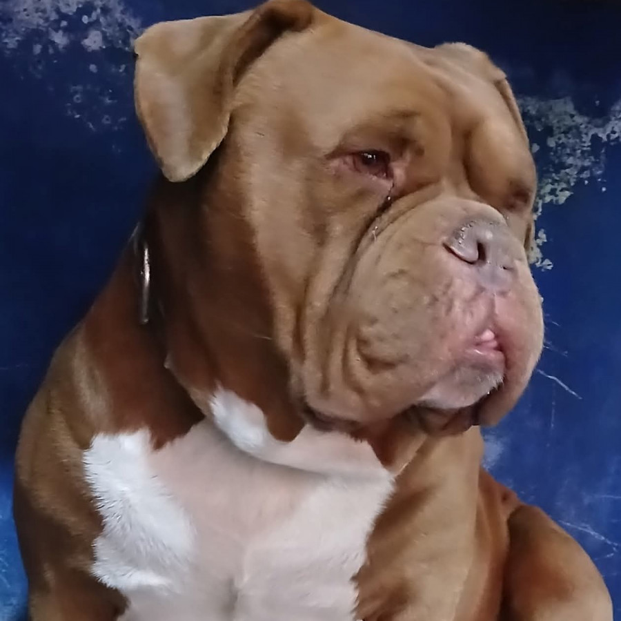 FREDDY | Raza Dogo de Burdeos o Mastín Francés | Perdido
