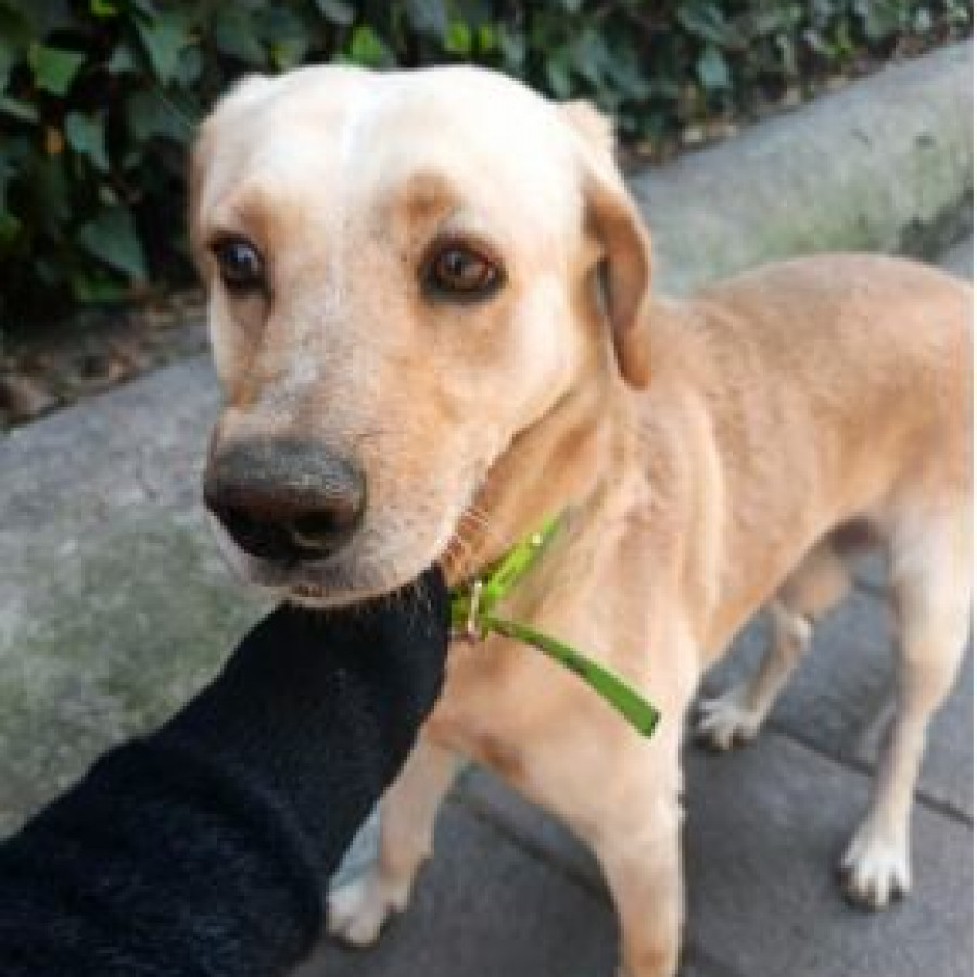  | Raza Labrador  | Encontrado