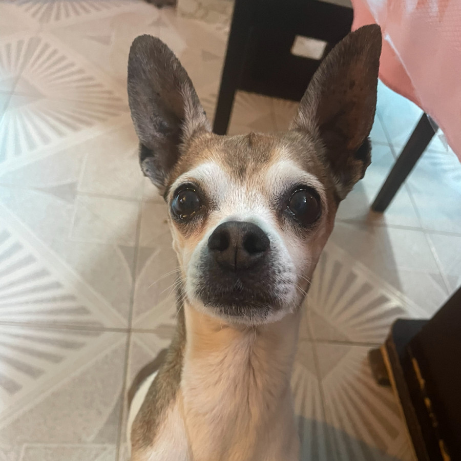 EDGAR O MOKY | Raza Chihuahua | Perdido