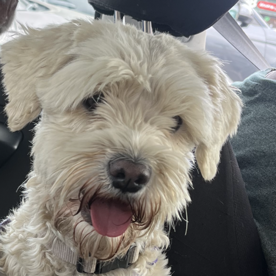 YUKI | Raza Schnauzer | Perdida