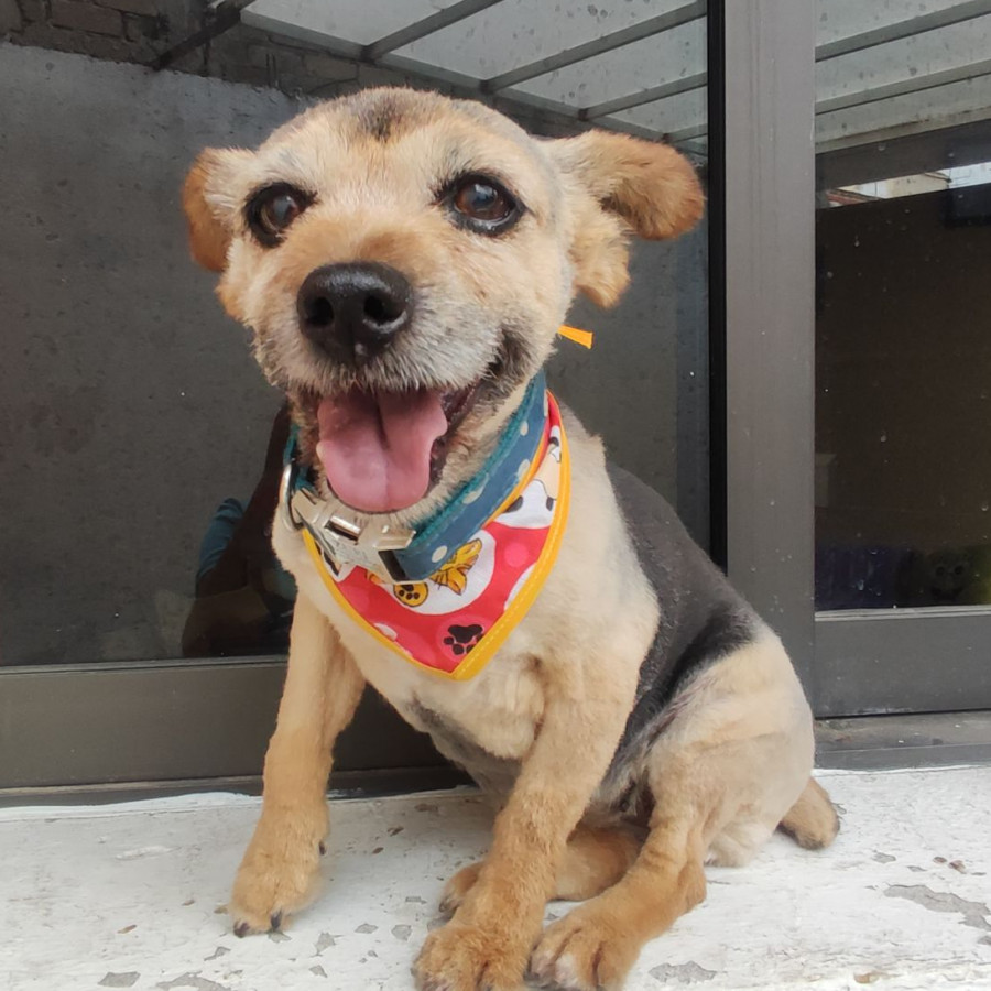 ZURI | Raza Yorkshire Terrier (Yorkie) | Perdida