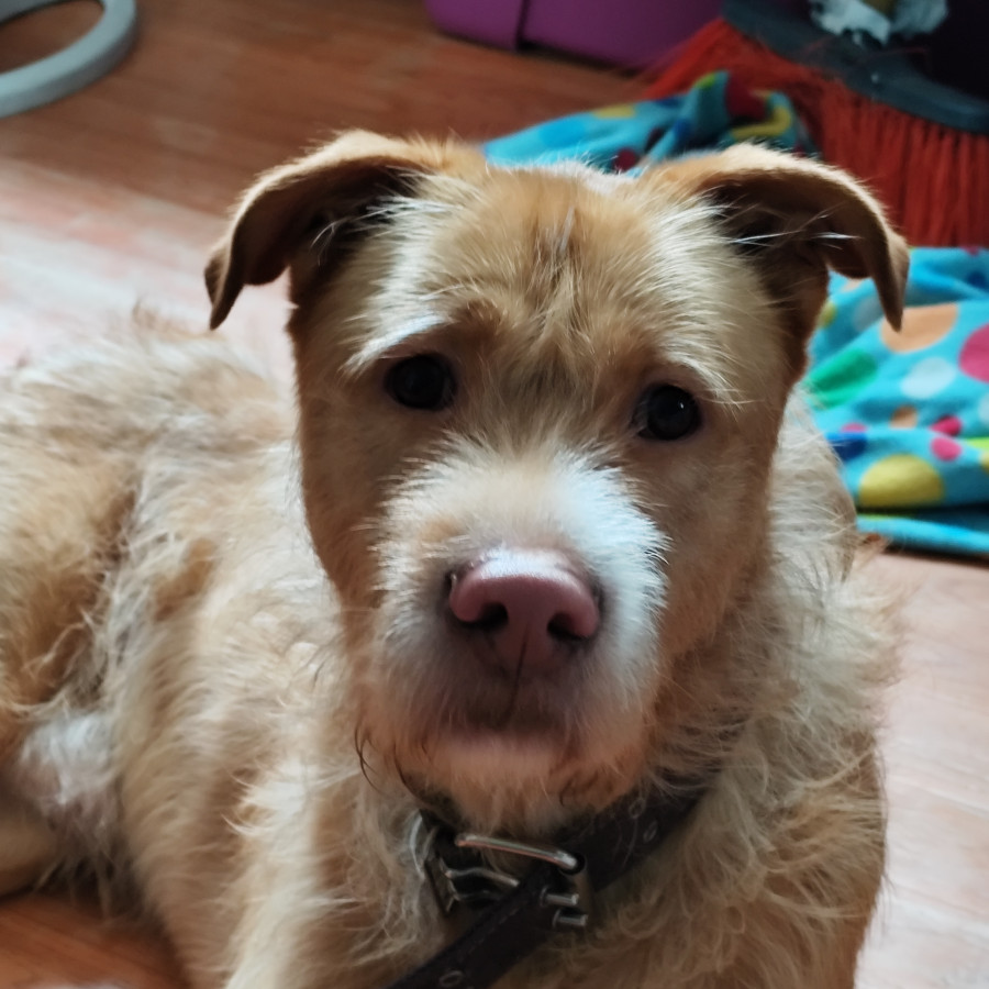 HERMOSO PELUDITO | Raza Mestizo | En Adopción